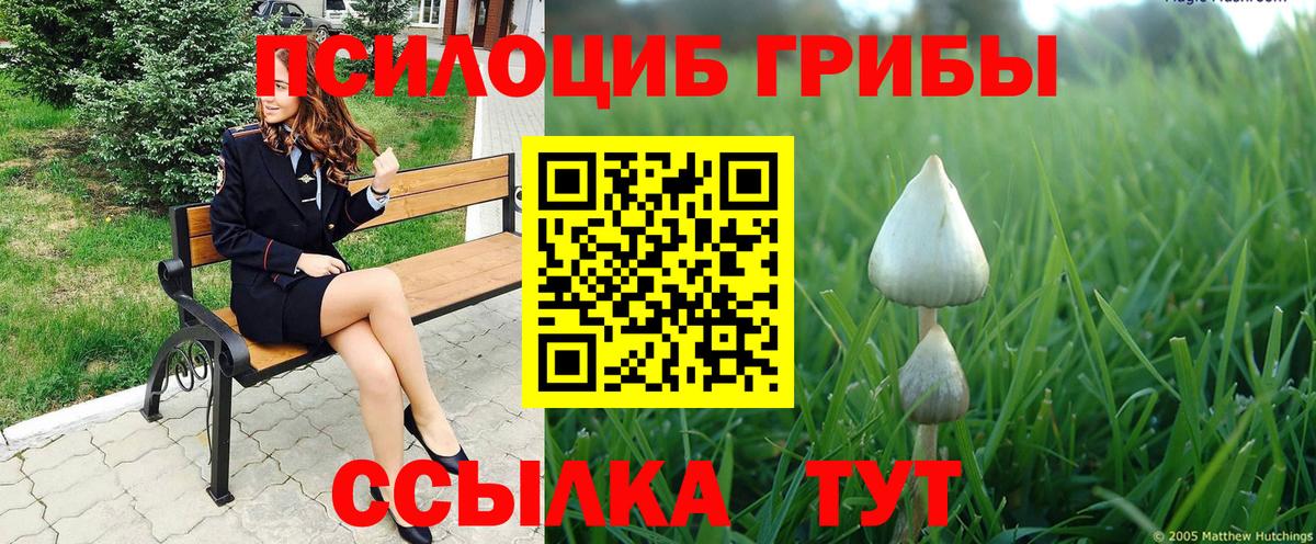Псилоцибиновые грибы Psilocybe Гулькевичи